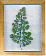 Plant Frame